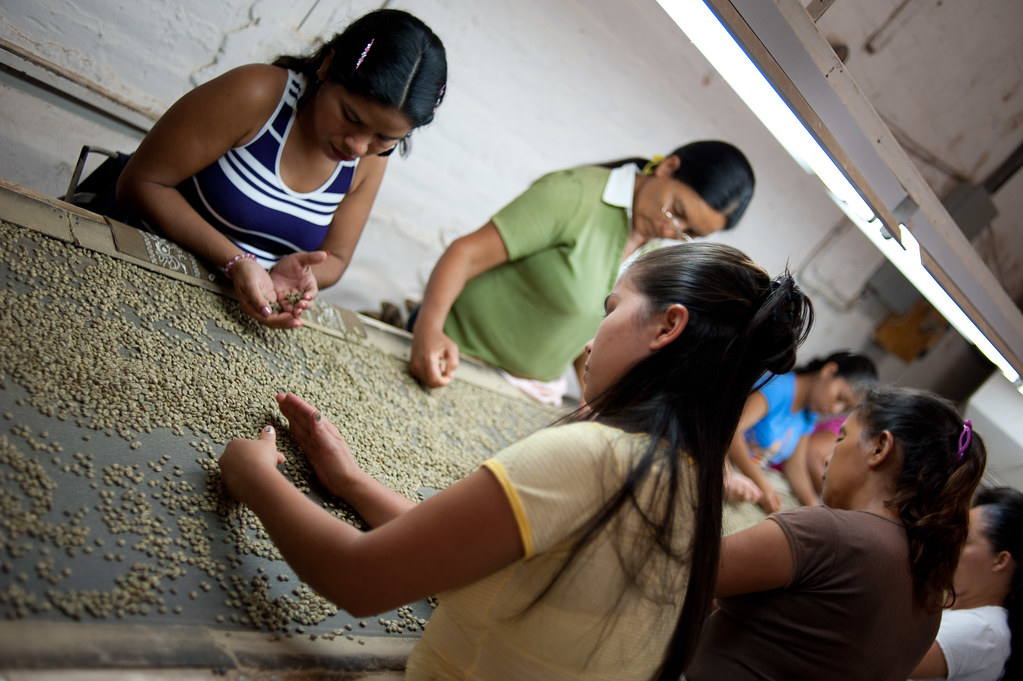 Workers hand-sorting green coffee beans on a grading table